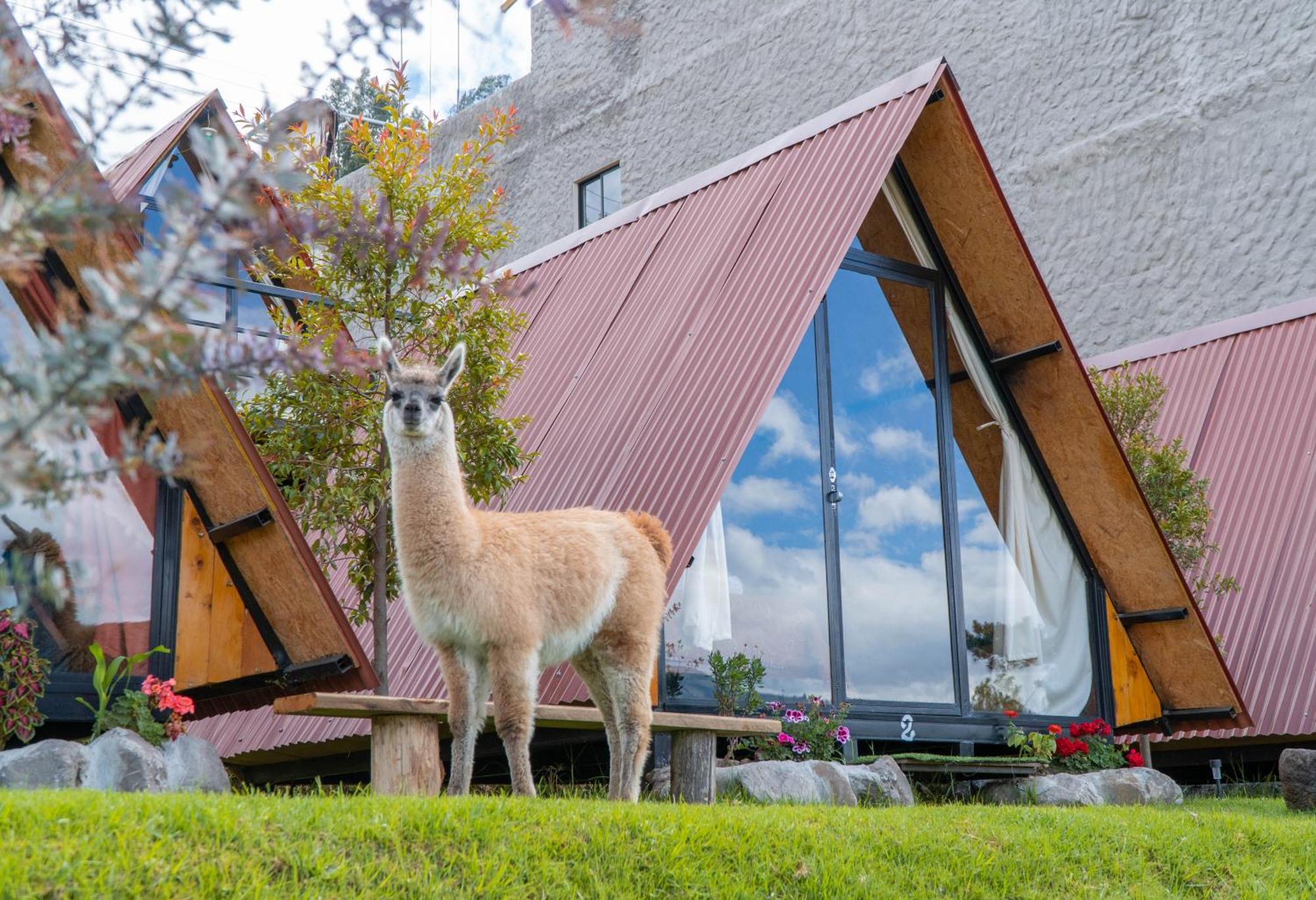Campsite Campo Y Glamping